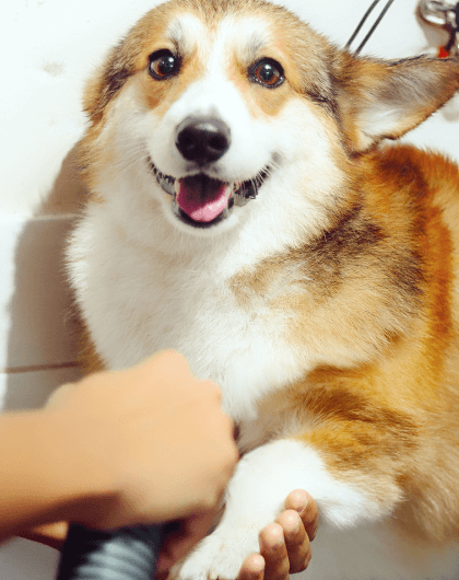 Referência em bons tratos animais